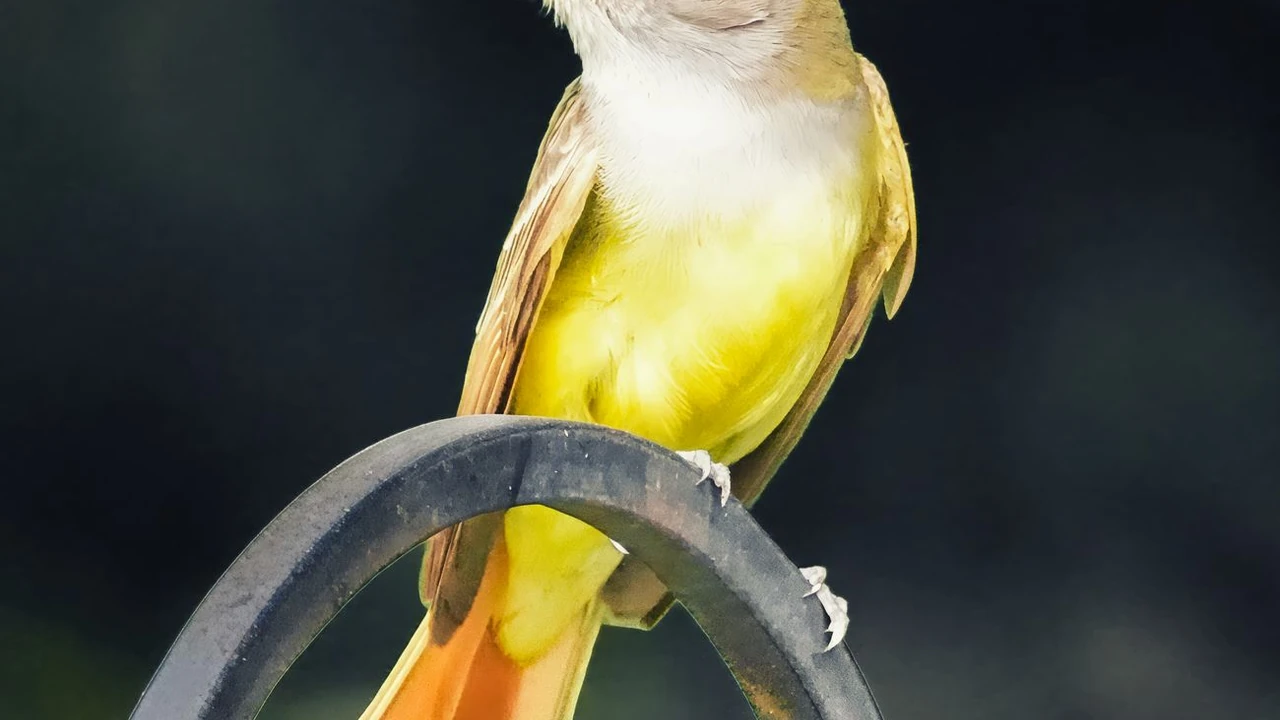 王雅芝头像